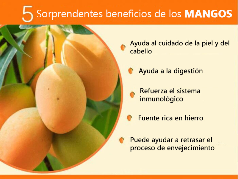 - 12 Sorprendentes Beneficios del Mango, su Nutricion y Usos