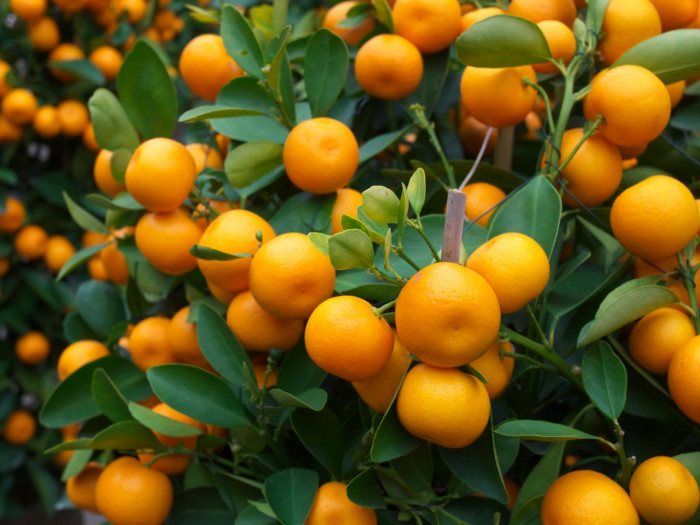 - Los 9 Mejores Beneficios de las Naranjas y su Nutricion